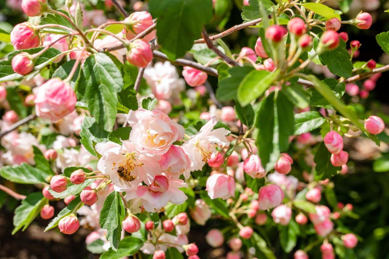 Apple Blossom Cottages Stanthorpe Luaran gambar
